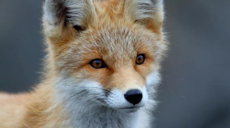 Une belle photo du Goupil Renard prise par Cédric Join.
