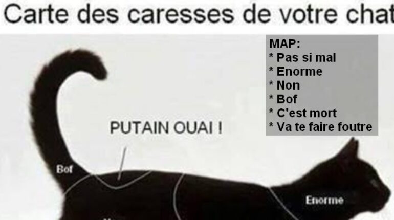 Comprendre sont chat vs Comprendre son chien..