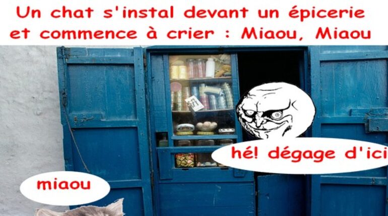 Un homme très gentil qui propose des services gratuits aux chats