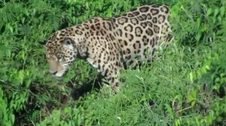 Un touriste filme une scène très puissante d’un jaguar qui chasse un caïman