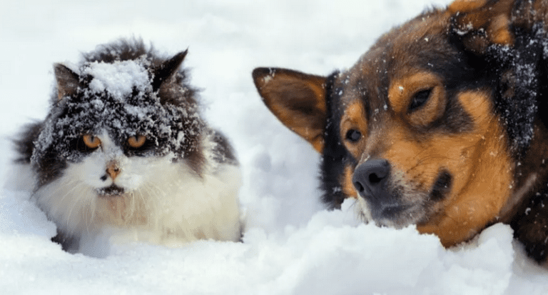 image chien chat