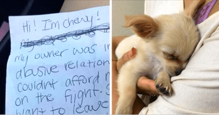 image chien lettre