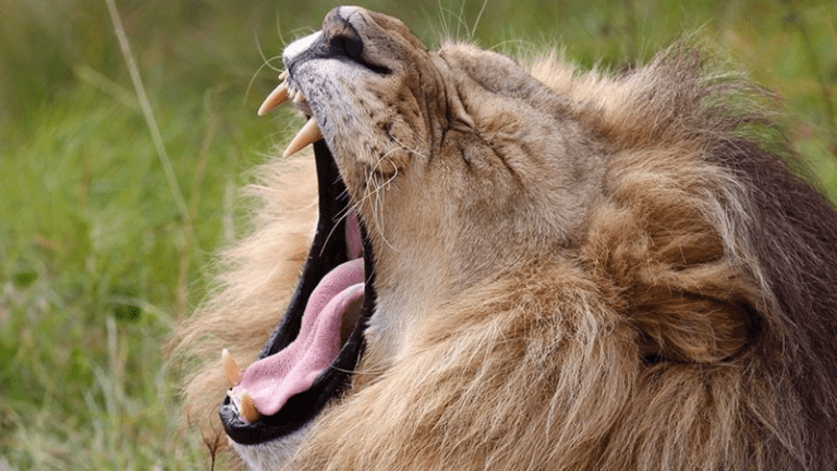 image lion 12