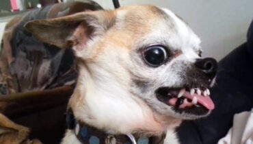 Voici les top 10 des chiens les plus dangereux pour une famille avec enfants