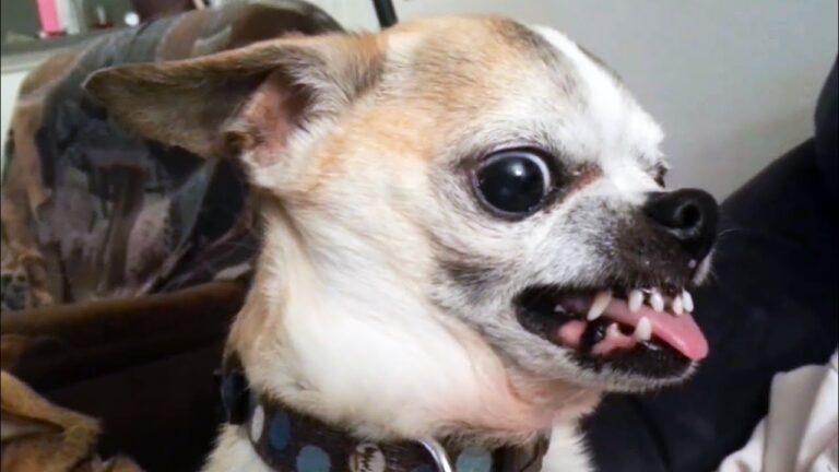 chiens dangereux