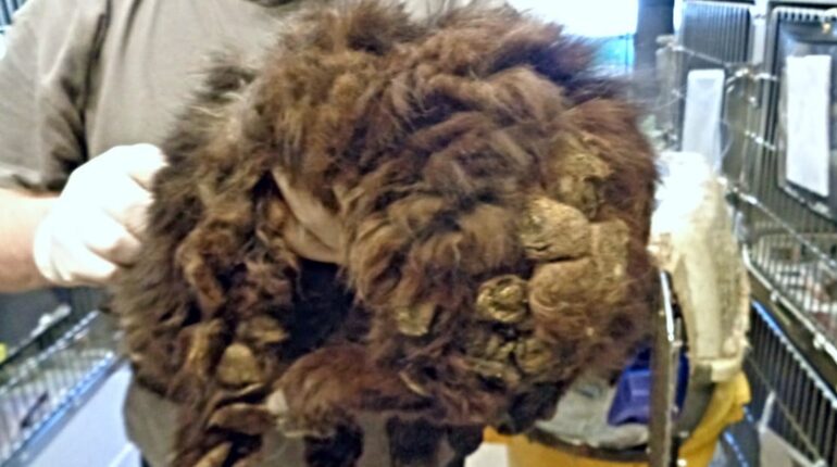 Il a découvert quelque chose d’inquiétant en dessous du lit d’un vieux parent éloigné ! Abandonné animal de compagnie animaux charmants chat créatures étranges Des marques sur le mur domicile en Pennsylvanie homme a découvert le lit d’un parent sous le lit très âgé Une énorme créature