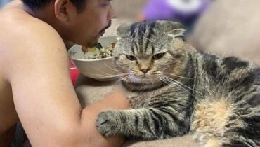 Ce chat a volé le mari de sa propriétaire. Voici les preuves en photos !
