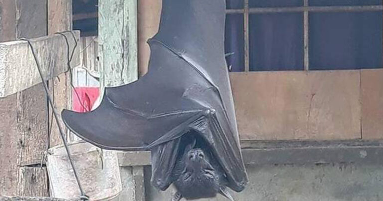 la découverte d’une terrifiante chauve-souris