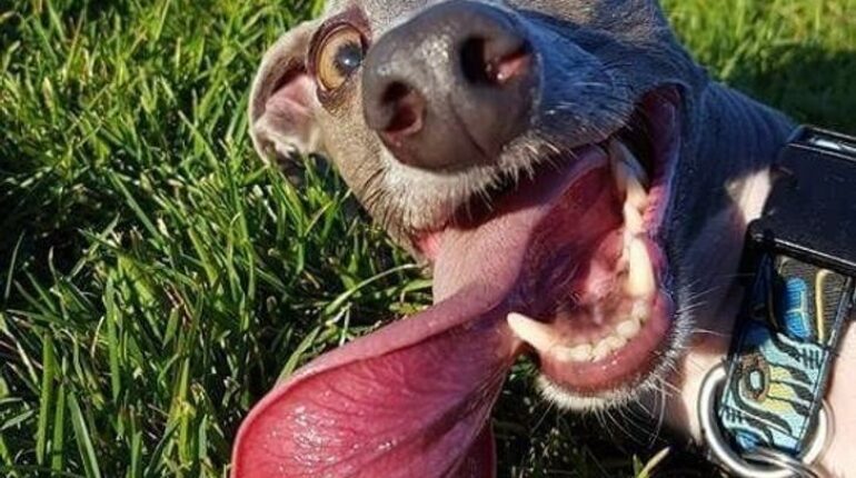 20 photos qui vont vous mettre de bonne humeur ! amusant animal animaux charmants astuces blague décoration drole droles enfants Instagram les animaux photos droles relax