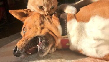Les chats maltraitent les chiens, en voici les preuves en photos
