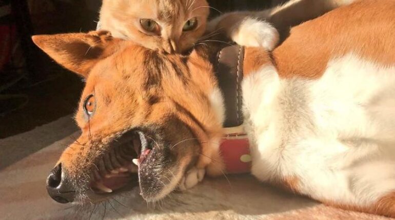 Les chats maltraitent les chiens, en voici les preuves en photos alimentation variee amusant animal de compagnie animaux animaux charmants chien drole Instagram les chats les chats maltraitent les chiens les chiens maltraitent photos droles relax santé santé femme santé France santé mentale santé nutrition santé relaxe Tom et Jerry Voici la preuve vivante que les chats maltraitent les chiens