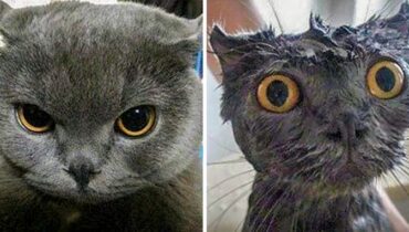 15 photos hilarantes qui montrent pourquoi les animaux ne doivent pas s’approcher de l’eau !