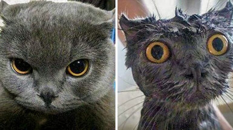 15 photos hilarantes qui montrent pourquoi les animaux ne doivent pas s’approcher de l’eau ! alimentation variee amusant animaux charmants astuces blague boire de l'eau celebrite celebrites chat chien commentaire Confort cuisine drole droles enfants fun humour Instagram maison parents perte de poids photos droles regime regime alimentaire relax santé santé famille santé femme santé relaxe