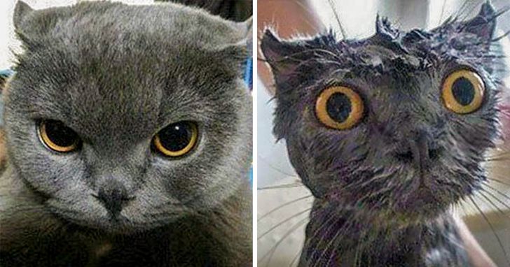 photos qui prouvent pourquoi les animaux doivent s’éloigner de l’eau !