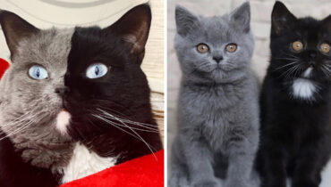 animal animal de compagnie anomalie génétique très rare chat chat unique chien chimère génétique deux visages Instagram magnifique chat à deux visages Narnia papa photos droles Stéphanie Jimenez yeux bleus