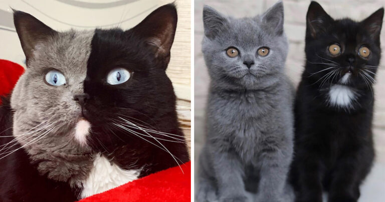 chat-deux-visages-chatons-deux-couleurs-narnia