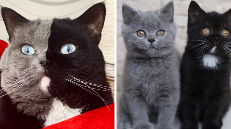 Un chat à deux visages devient papa de deux chatons portant chacune de ses couleurs animal animal de compagnie anomalie génétique très rare chat chat unique chien chimère génétique deux visages Instagram magnifique chat à deux visages Narnia papa photos droles Stéphanie Jimenez yeux bleus