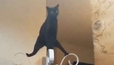 22 photos marrantes blague chat chats « bizarres » corps élastique drole droles félin fun glandes odorantes humour incroyablement bizarres les chats litière maison marquer avec ses glandes odorantes méchant parents pétrir photos droles santé vétérinaire