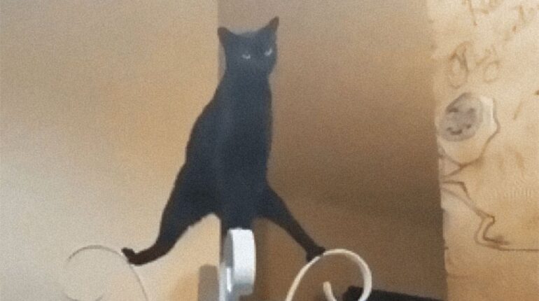 Ces 22 photos marrantes de chats « bizarres » vont vous surprendre !! 22 photos marrantes blague chat chats « bizarres » corps élastique drole droles félin fun glandes odorantes humour incroyablement bizarres les chats litière maison marquer avec ses glandes odorantes méchant parents pétrir photos droles santé vétérinaire