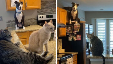 Un chien convaincu d’être un chat? Oui, ça existe!