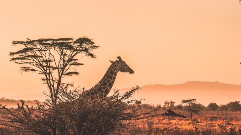 Le top 3 des safaris les plus luxueux Afrique du Sud amérique avion bonheur Conseils divertir enfants jouet Limpopo maman et enfant Mpumalanga parents et enfants safari voyage voyage en voiture Voyager avec des enfants