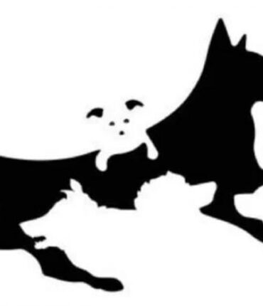 Test Psychologique : Cette Image de Chiens Révèle Votre Âge Mental Réel !