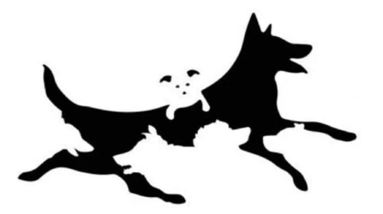Test Psychologique : Cette Image de Chiens Révèle Votre Âge Mental Réel !