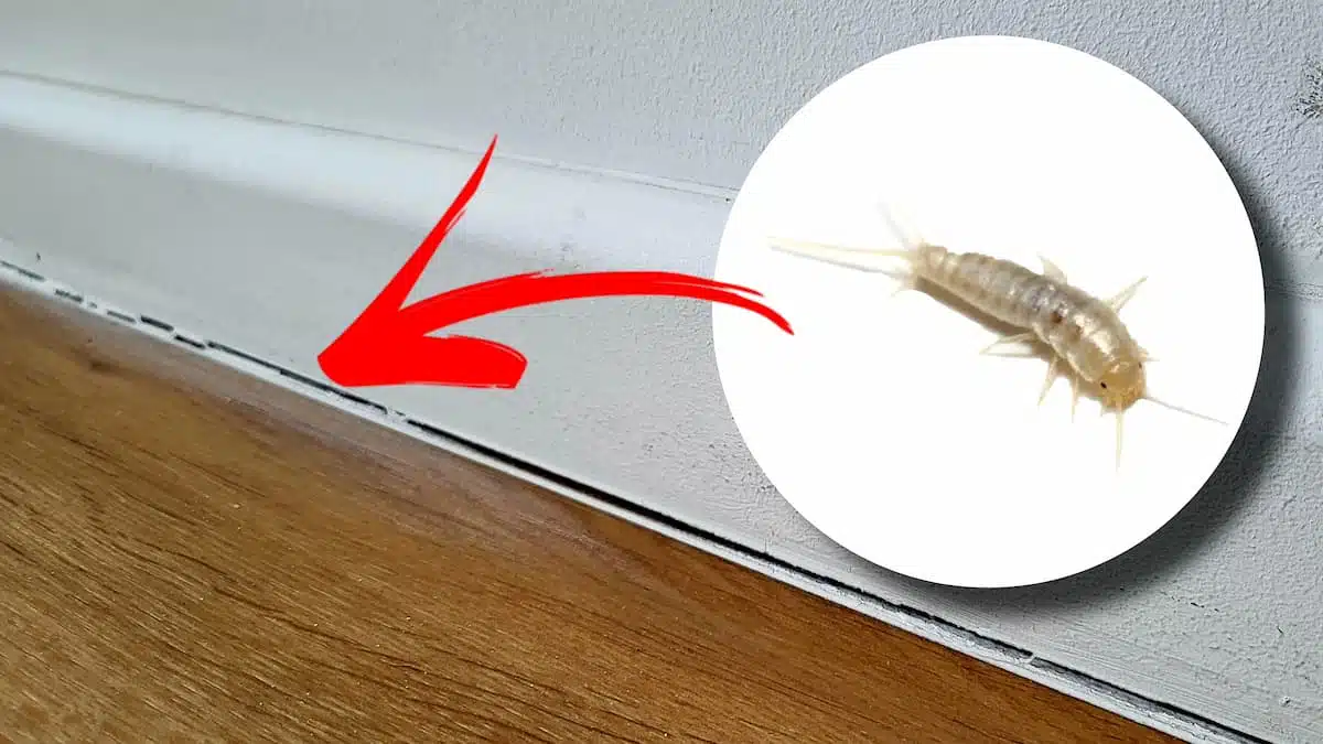 Ce petit insecte argenté