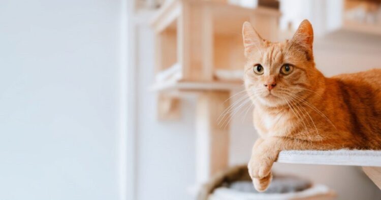 Illusion d'optique : ce