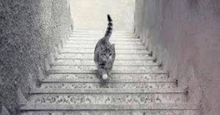 Illusion d'optique : ce