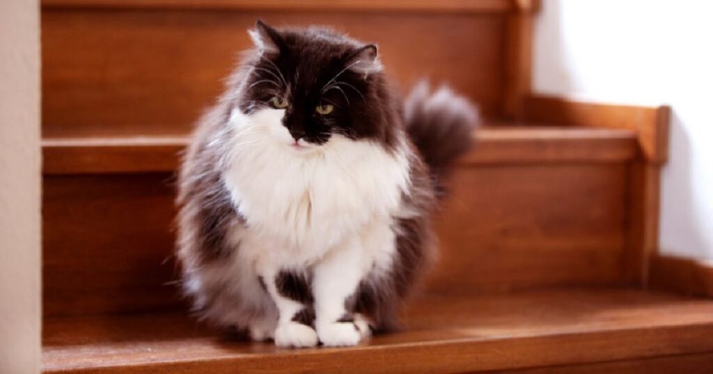 Illusion d'optique : ce