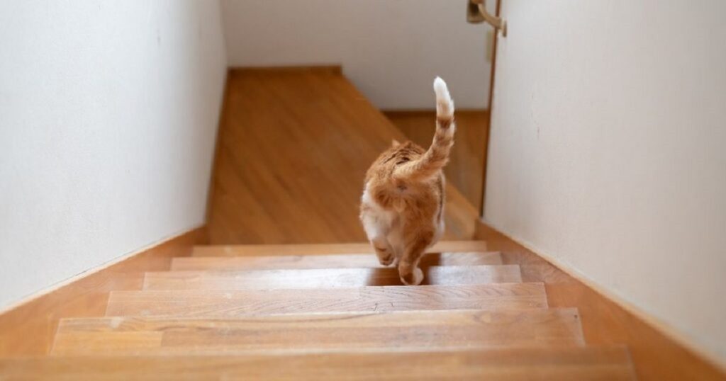 Illusion d'optique : ce