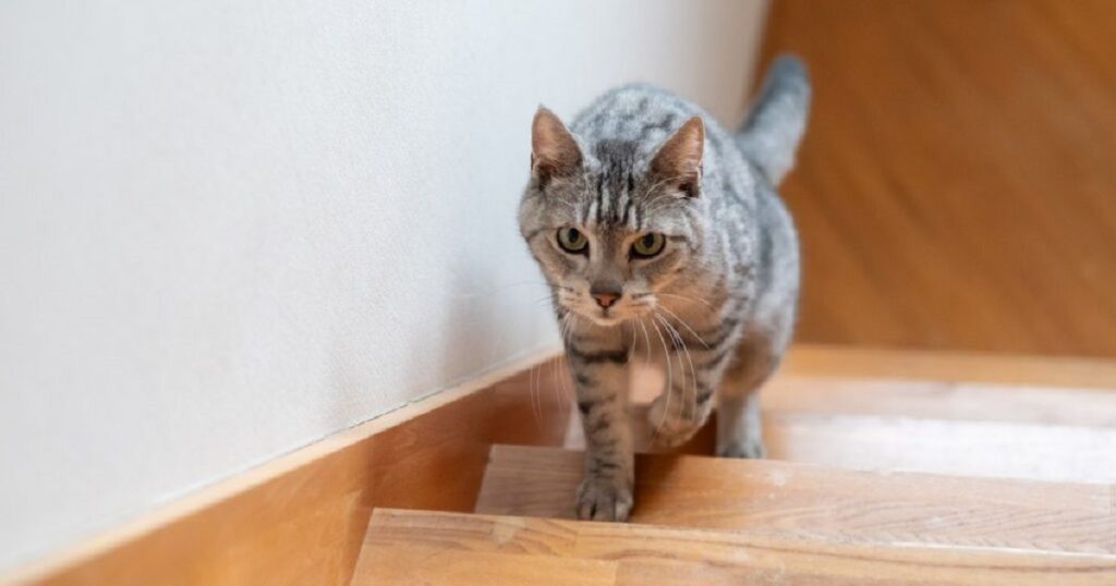 Illusion d'optique : ce