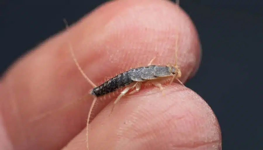 Ce petit insecte argenté