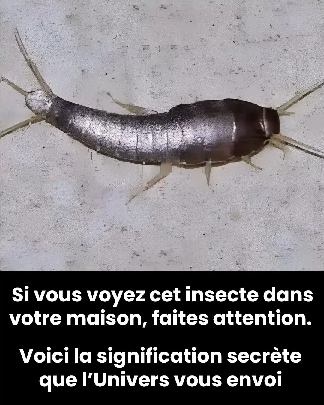 Ce petit insecte argenté