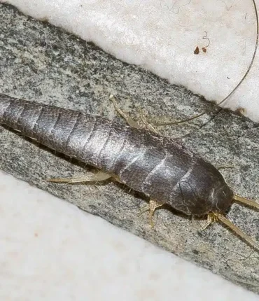 Cet insecte argenté dans votre maison a un secret étonnant ! Découvrez sa signification cachée