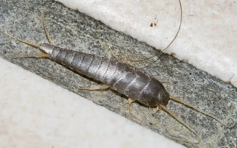what-are-silverfish.jpg