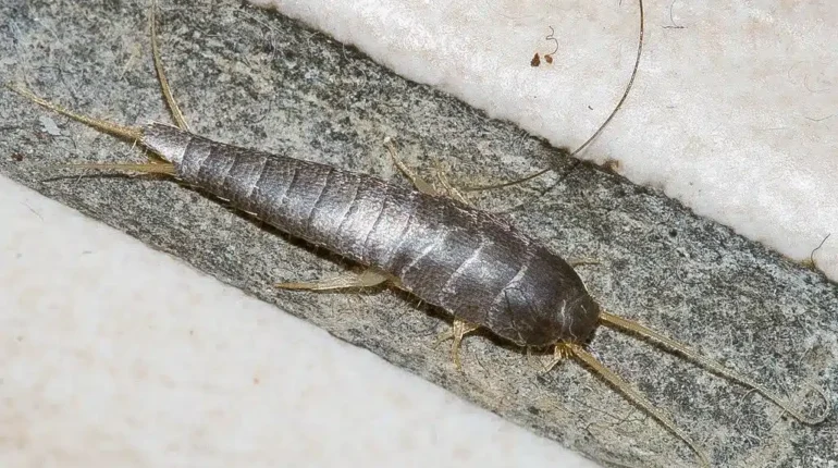 Cet insecte argenté dans votre maison a un secret étonnant ! Découvrez sa signification cachée adaptation environnement humidité intuition lépisme argenté message spirituel nettoyage intérieur poisson d’argent signe maison spiritualité. superstition symbolique insecte transformation