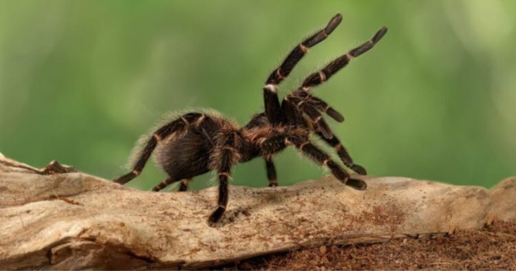 Effrayée par une araignée,