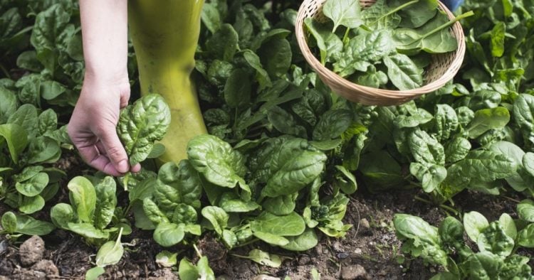 Attention, ce légume est