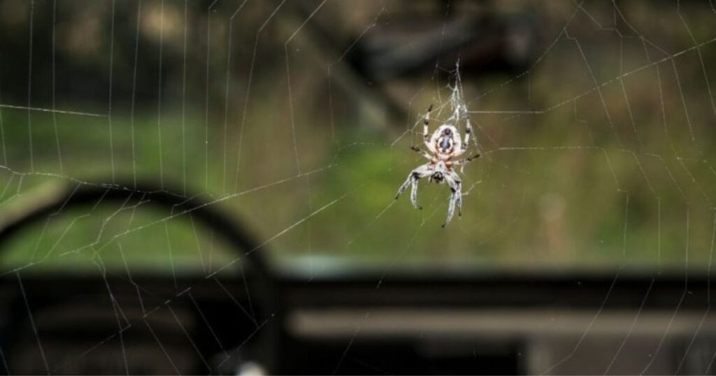 Effrayée par une araignée,