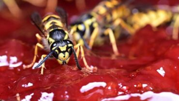 accident allaité trois enfants faits divers Piqûres d'insectes risque santé