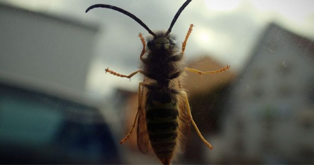 Effrayée par une araignée,