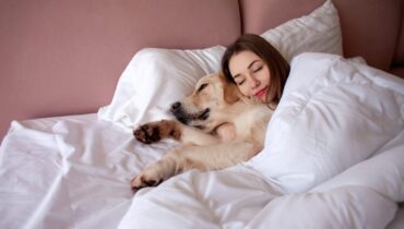 allergie amour attachement chaleur chien confiance couchage dormir maître meute préférences relation sécurité sommeil stress