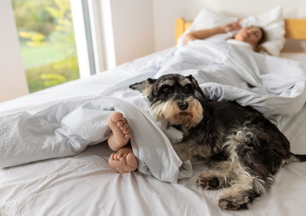 Cette raison pour laquelle