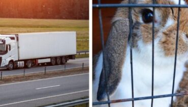 4 000 lapins s’échappent dans la nature après le renversement de leur camion : « Impossible de tous les retrouver… »