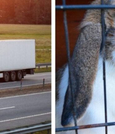 4 000 lapins s&rsquo;échappent dans la nature après le renversement de leur camion : « Impossible de tous les retrouver… »