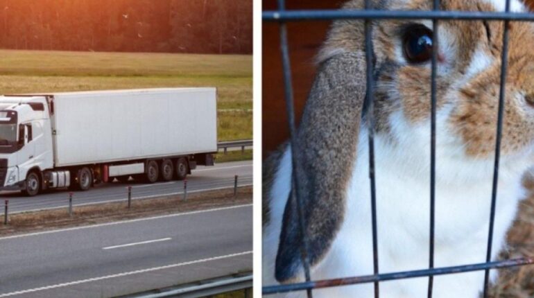 4 000 lapins s’échappent dans la nature après le renversement de leur camion : « Impossible de tous les retrouver… » Abandon Animaux accident Animaux d'élevage Animaux sauvages transport public
