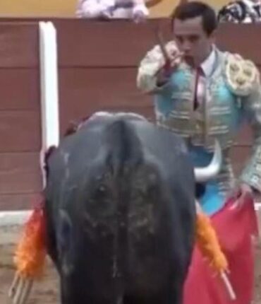 Torero mexicain encorné au rectum : « Son baptême du sang après 5 ans sans blessure »