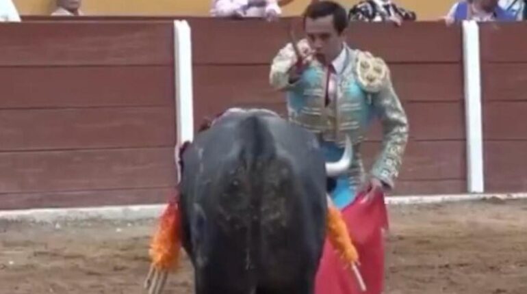 Torero mexicain encorné au rectum : « Son baptême du sang après 5 ans sans blessure » Actualités animales Blessure Corrida les images d’un taureau Mexique Tauromachie